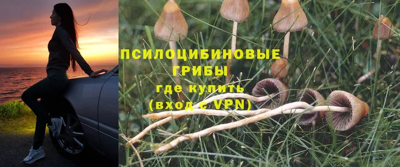 Галлюциногенные грибы Psilocybine cubensis  Льгов 